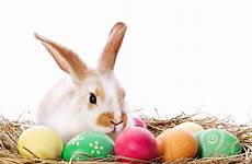 bunny easter bunnies letter open eggs peterpilt dear mr wallpaper