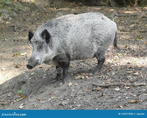 Wild Boar In The Forest Stock Photo Image Of Animal 147677830