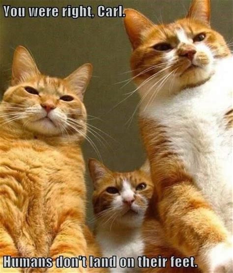 Scary Gangster Cats ~ Funny Joke Pictures