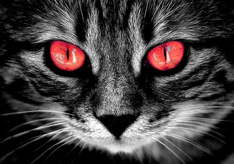 Hd Wallpaper Silver Tabby Cat Creepy Fire Red Eyes Weird Horror