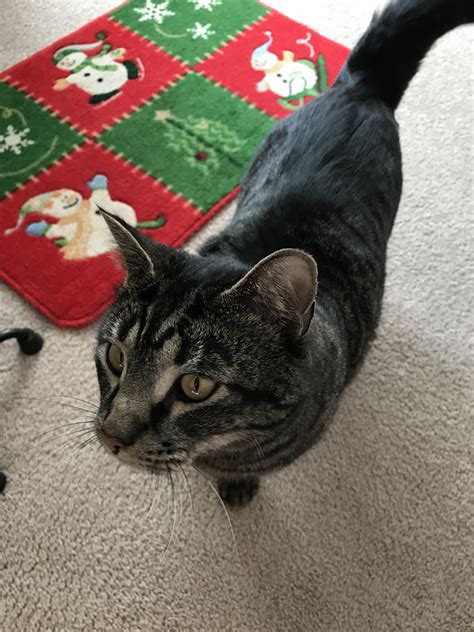 Maine Coon? | TheCatSite