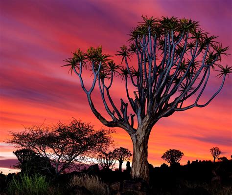 Namibia Quiver Tree Bing Wallpaper Download