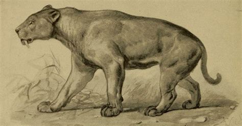 Complete List Of Extinct Big Cats From Tigers To Lions