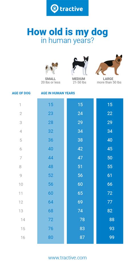 Dog Years To Human Years Find Out With This Table Tractive