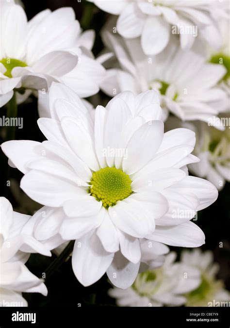 White Chrysanthemum Flowers Stock Photo Alamy