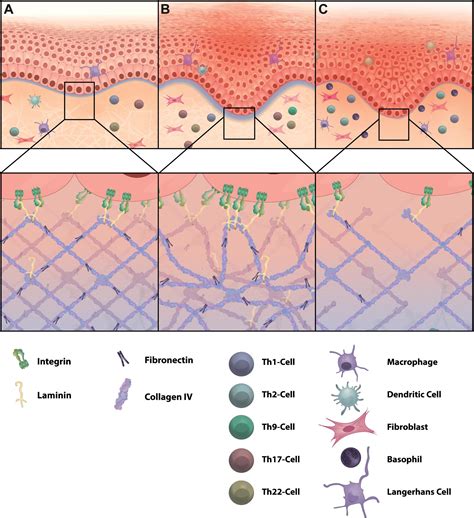 Frontiers The Extracellular Matrix In Skin Inflammation And 46 Off