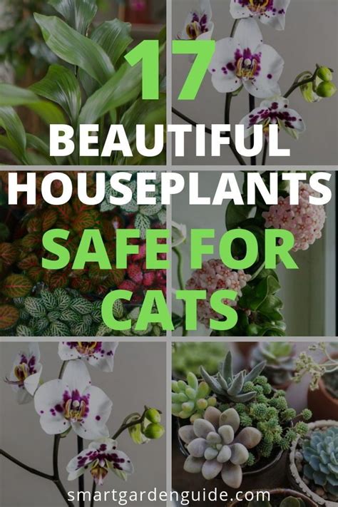 When decorating the home its important to choose houseplants safe for cats to ensure your pet stays in optimal health. 17 beautiful houseplants safe for cats. The most beautiful ...