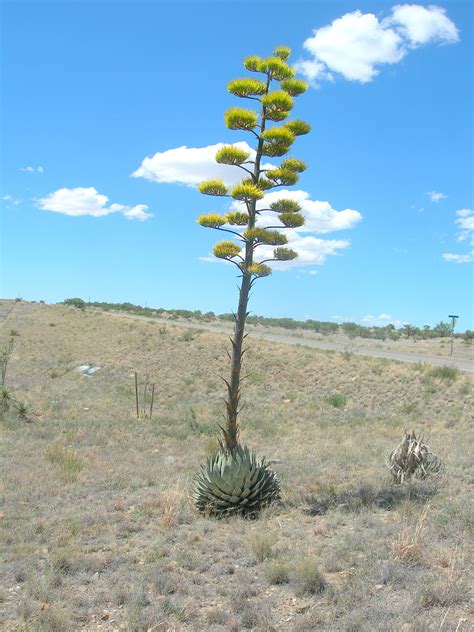 As the latin name suggests, the flowers come in a wide variety of colors; Parry's agave | The Arizona Native Plant Society