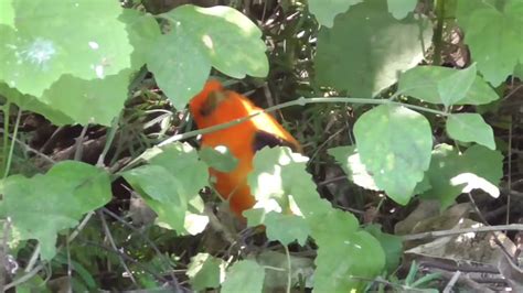 Orange Scarlet Tanager Feeding Youtube