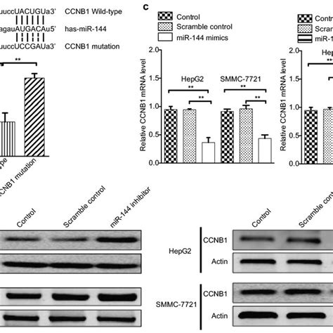 mir 144 inhibits ccnb1 expression by binding to ccnb1 3′ utr ccnb1 a download scientific