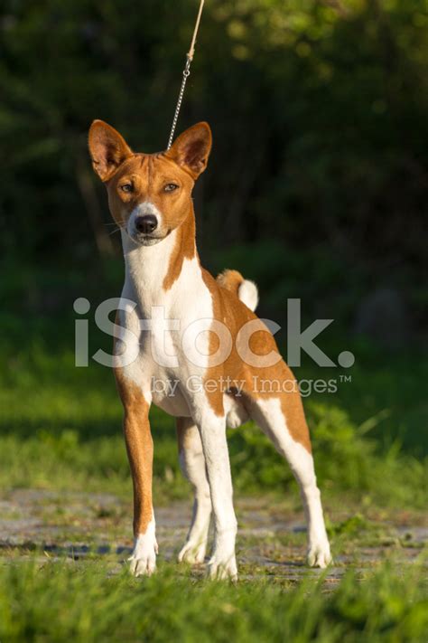 Small Hunting Dog Breed Basenji Stock Photo Royalty Free Freeimages