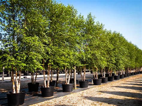 Dura Heat River Birch Trees For Sale The Tree Center