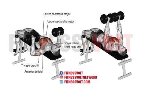 Decline Dumbbell Bench Press (Chest) – Fitness Volt