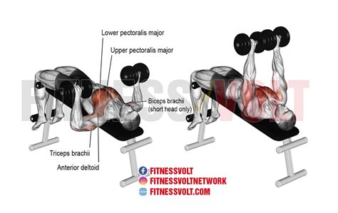 How To Do Decline Dumbbell Bench Press Muscles Worked Benefits And