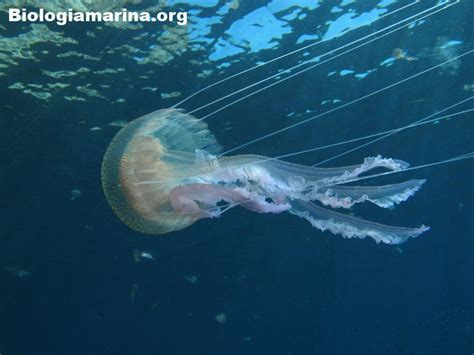 Medusa Luminosa Biologia Marina Del Mediterraneo