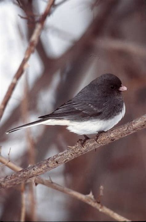 Common Backyard Snowbird Makes A Stunning Debut In New Birding