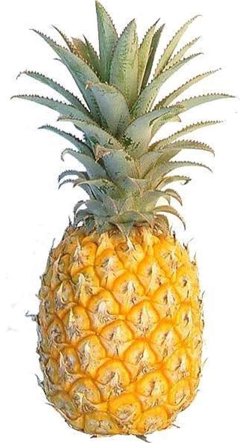 The scent of a truly ripe pineapple will often find you, rather than you finding it. How to tell if a pineapple is ripe - Quora