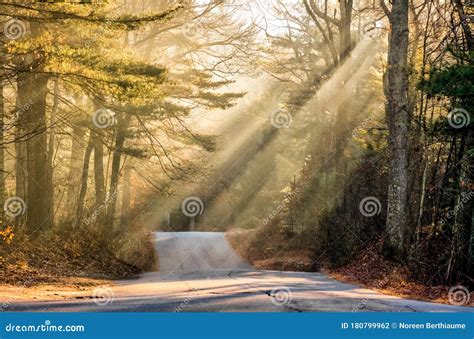 Sun Rays Through The Trees Stock Photo Image Of Light 180799962