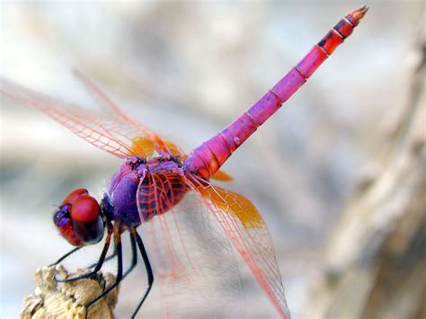 Dragonfly Is Best Known For Beautiful Colors The Way Its Body And