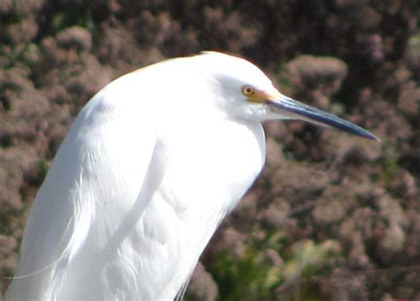 White Bird With Long Beak Explore Hikinghillmans Photos O Flickr