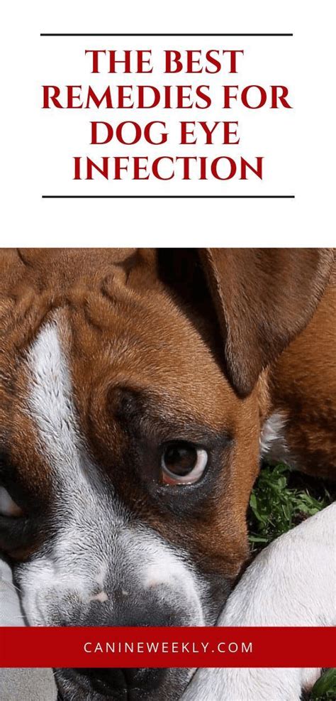 Dog Eye Infection Home Remedies Symptoms And Natural Treatments Eye