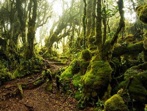 The forest is often covered by mists and. Mossy Forest Local Tour, Daytrips, Sightseeing Packages ...