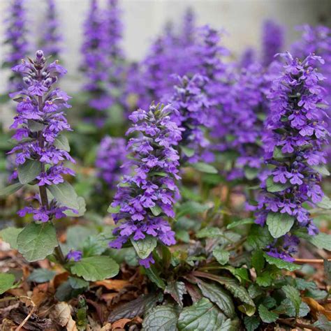 Groundcover Low Perennial Shade Plant Bugleweed Ajuga Reptans 40 Seeds