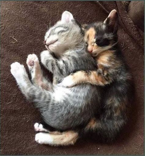 Wholesome Cats Cuddling And Loving Each Other Cat Cuddle Kittens