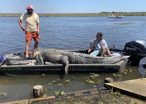 Mississippi Hunters Catch Record Tying Alligator Twice
