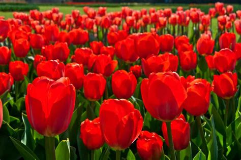 30 Most Popular Types Of Red Flowers For Your Garden A To Z