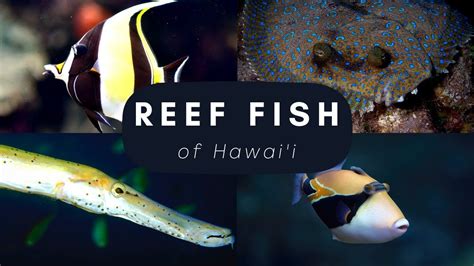 Top 20 Reef Fish Found In Hawaii Youtube