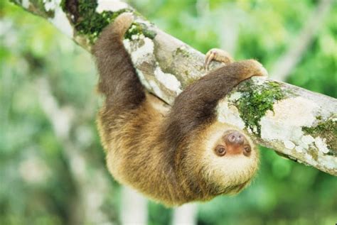 Amazon Rainforest Animals The Three Toed Sloth ~ Amazon Rainforest