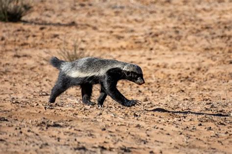 What Do Honey Badgers Eat Naturenibble