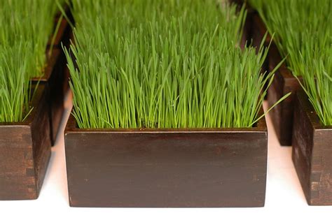Wheat Grass Centerpiece Home Spun Style
