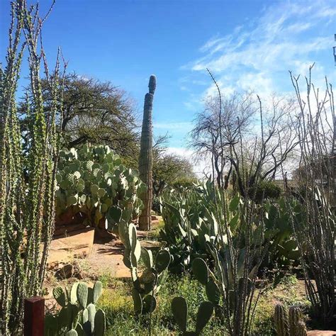 The botanical cactus gardens also include a living machine, their name for a demonstration wastewater treatment facility. Ethel M Chocolates - Factory & Cactus Garden, Tasting ...