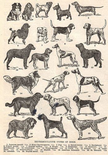 Vintage Dogs Vintage Dog Dog Poster Dog Illustration