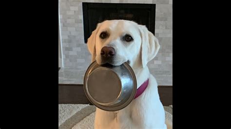 Check spelling or type a new query. Funny dog fetches food bowl - YouTube