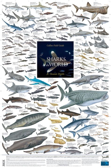Sharks Of The World 3 Oceanic Depths Poster Marc Dando Nhbs