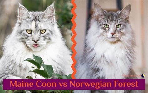 Norwegian Forest Cat Vs Maine Coon Vs Siberian