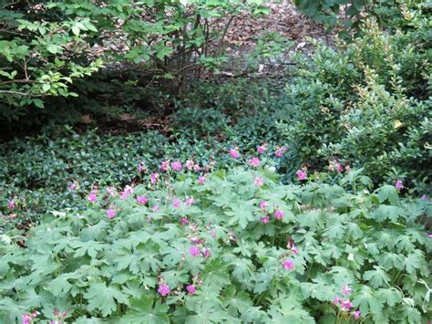 Perennial Geraniums A Broader View Perennial Geranium Perennials