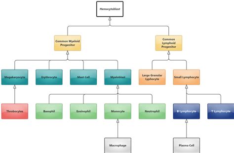 Haematopoiesis Immune System Uml Class Diagram Software Ideas Modeler