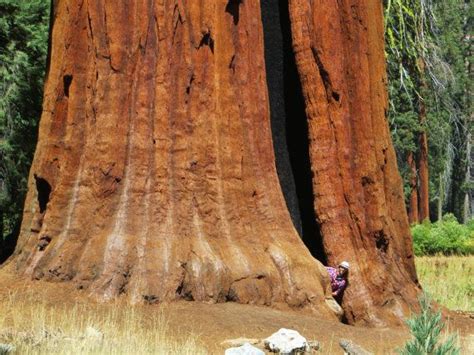 1000 Giant Sequoia Tree Seeds Sequoia Gigantea Giant Sequoia Trees