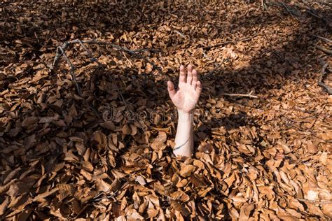 Man S Hand Sticking Out Of The Fallen Leaves Stock Photo Image Of