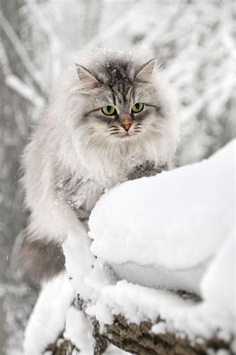 57 Best Beautiful Norwegian Forest Cats ️ Images On