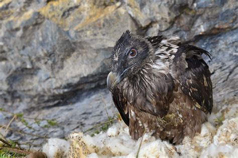 Der steinadler ist nach dem bartgeier der grösste einheimische greifvogel und einer der kräftigsten beuteschlagenden vögel überhaupt. Bartgeier