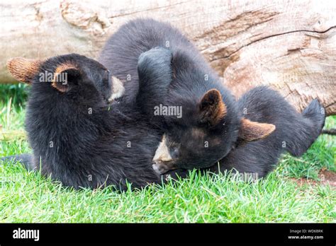 Black Bear Cubs Playing On Field Stock Photo Alamy