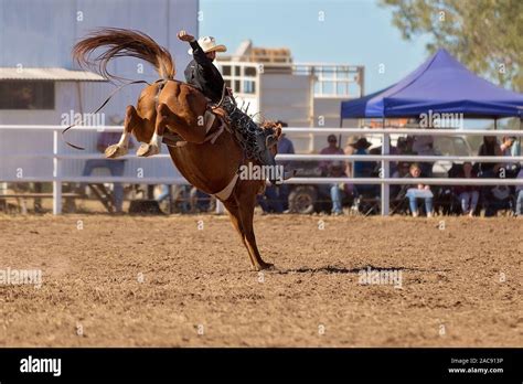 Cowboy Riding A Bucking Bronco Horse In A Competition At A Country