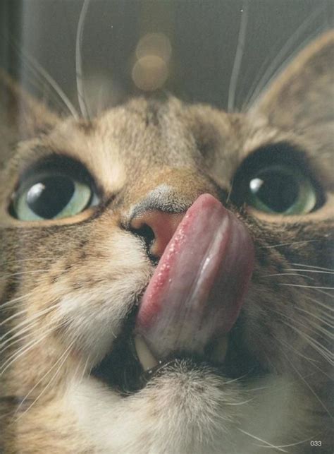 15 Adorable Images Of Cats Sticking Out Their Tongues Cats Cat