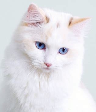 8 weeks old black long haired kittens with blue eyes. White Cat Breeds