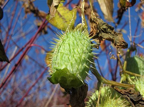 Green Spiky Seed Pod Seed Pods Seeds Green